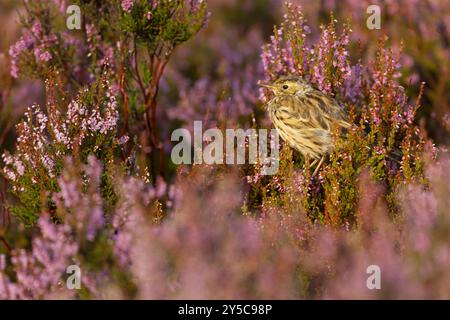 Pipit de prairie (Anthus pratensis) adulte perché au milieu de bruyère fleurie couverte de rosée dans la lumière chaude du matin dans le parc national de North York Moors Banque D'Images