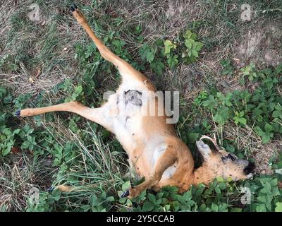 Une biche morte repose sur l'herbe à côté de la route Banque D'Images