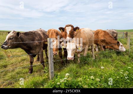 Bétail Inquisitve dans un champ sur Orkney Mainland. Banque D'Images