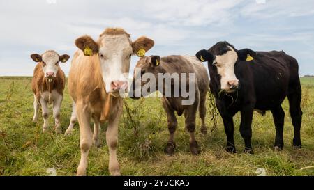 Bétail Inquisitve dans un champ sur Orkney Mainland. Banque D'Images