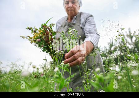 Femme senior cueillant des herbes pour la teinture dans la prairie, foyer sélectif Banque D'Images