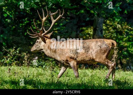 Un majestueux cerf rouge se promène le long de la lisière de la forêt dans la lumière dorée du soleil d'automne, ses puissants bois tenus haut. Banque D'Images