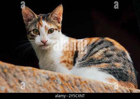 Captivant Calico Cat en Cantabrie : un aperçu de la grâce féline dans la nature (Espagne) Banque D'Images