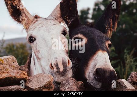 Ânes fantaisistes au village cantabrique - Un aperçu de l'Espagne rurale (Espagne) Banque D'Images