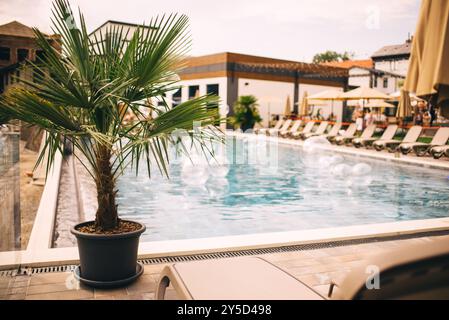 Grands pots et plante dans le jardin. Décoration extérieure près de la piscine Banque D'Images