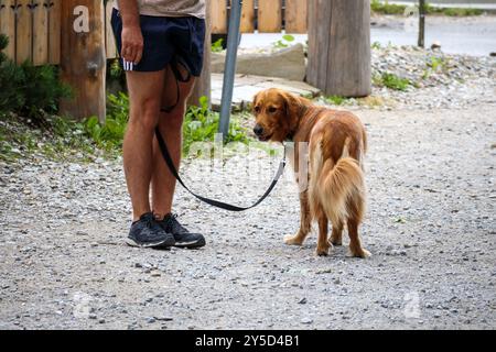 un chien brun dans la rue avec son propriétaire Banque D'Images