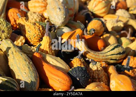 Diverses citrouilles ornementales dans la lumière du matin automnal Banque D'Images