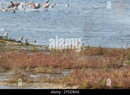 Échassiers mixtes mais avec l'accent sur un Pluvier gris debout (pluvialis squatarola) à Leigh on Sea, Essex Banque D'Images