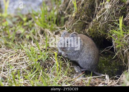 Campagnard gris, (Clethrionomys rufocanus), souris, campagnard gris, Slettnes, Nordkinnhalvoya, Norvège, Europe Banque D'Images