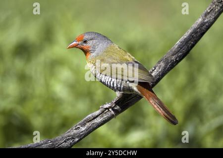 Cerf ramifié coloré, (Pytilia melba) cerf ramifié coloré, mâle Farm Ondekaremba, Namibie, Afrique, Afrique Banque D'Images