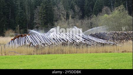 Nasslager, Holzbewaesserung, stockage humide, irrigation du bois, arrosage artificiel pour la préservation des troncs d'arbres, Forêt Noire, Allemagne, STO humide Banque D'Images