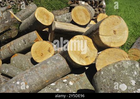 Bois de chauffage, pieu de bois, bois de hêtre, pieu de bois, bois de chauffage Banque D'Images