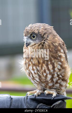 Morepork se nourrit d'insectes et de petits mammifères. On le trouve couramment dans les forêts et les bois de Nouvelle-Zélande. Banque D'Images