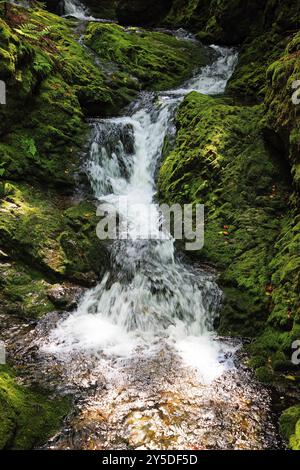 Petite cascade dans la forêt Banque D'Images