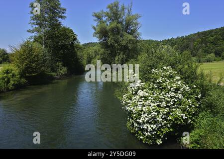 Die Blau BEI Blaustein-Herrlingen, Souabe Alb, Bade-Wuerttemberg, Allemagne, la rivière bleue à Blaustein-Herrlingen, Souabe Alb, Allemagne, Europe Banque D'Images