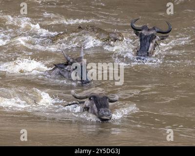 Un crocodile du Nil attaque un gnous nageant à travers la rivière Mara pendant la migration Banque D'Images