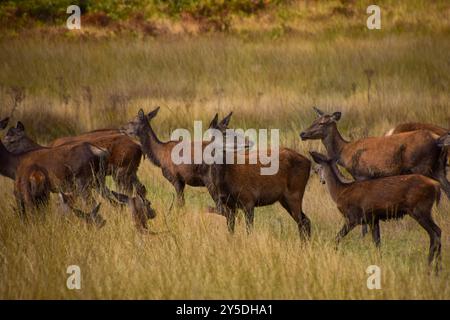 Londres, Angleterre, Royaume-Uni. 21 septembre 2024. Un groupe de fait dans le parc Richmond comme la saison d'accouplement des cerfs rouges, connue sous le nom d'ornière, commence. (Crédit image : © Vuk Valcic/ZUMA Press Wire) USAGE ÉDITORIAL SEULEMENT! Non destiné à UN USAGE commercial ! Banque D'Images