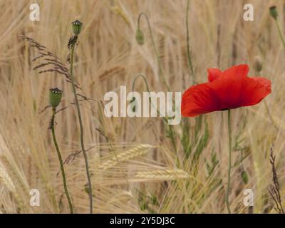 Fleur de coquelicot ouverte unique devant un champ de seigle Banque D'Images