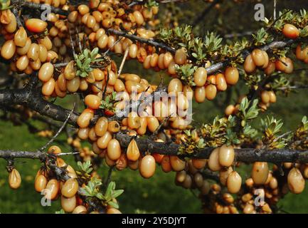 Sanddorn, Hippophae rhamnoides, épine salée, argousier commun Banque D'Images