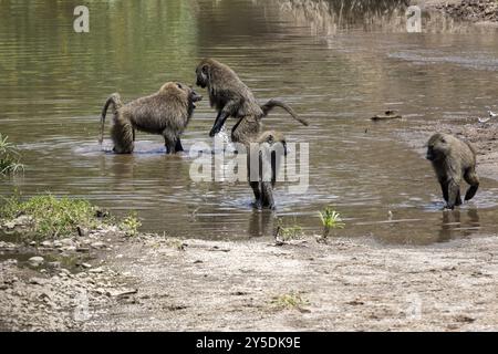 Vue latérale de deux babouins de combat dans la rivière Banque D'Images