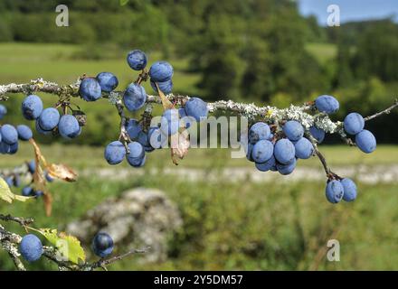 Blackthorn, Prunus spinosa, Blackthorn, Sloe, Black Haw Banque D'Images