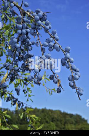 Blackthorn, Prunus spinosa, Blackthorn, Sloe, Black Haw Banque D'Images