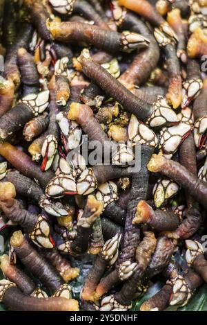 Fresh perçoit les bernacles d'oie rares fruits de mer inhabituels exposés au Portugal Banque D'Images