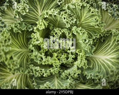 Chou ornemental avec des feuilles bouclées en vert Banque D'Images