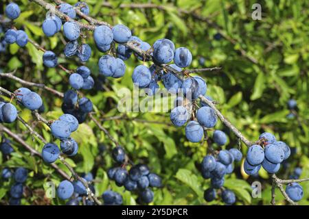 Blackthorn, Prunus spinosa, Blackthorn, Sloe, Black Haw Banque D'Images