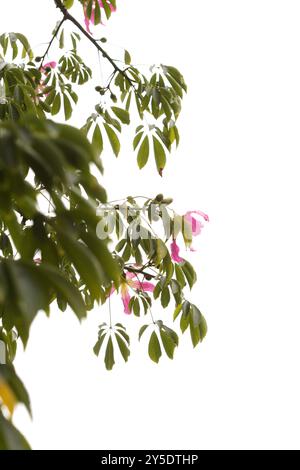 Fleurs roses de Ceiba speciosa, arbre de soie Banque D'Images