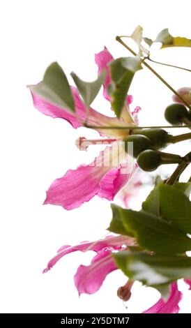 Fleurs roses de Ceiba speciosa, arbre de soie Banque D'Images