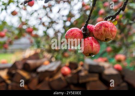 Les gouttes de pluie coulent le long d'une pomme rouge mûre accrochée à une branche d'arbre dans le jardin. Une pomme juteuse est recouverte de gouttes de pluie donnant de la fraîcheur. Une belle Banque D'Images