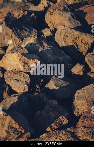 Petite plante émergeant entre les rochers Banque D'Images