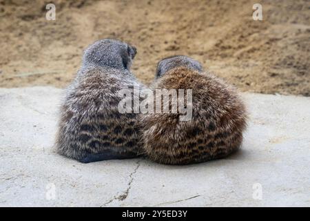 Deux suricates (Suricata suricatta) se trouvent côte à côte dans une zone sablonneuse Banque D'Images