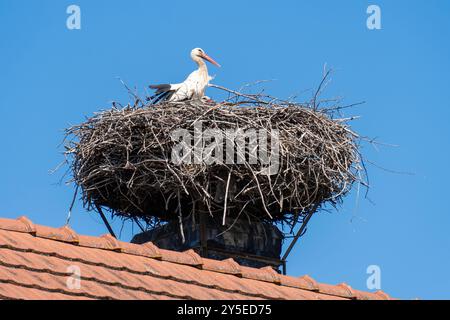 Cigognes blanches (Ciconia ciconia) dans un nid construit sur un toit sous un ciel bleu Banque D'Images