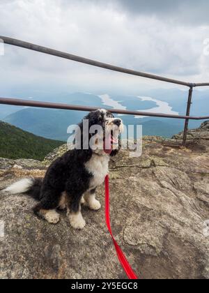 Un joyeux Bernedoodle noir et blanc se trouve le long du chemin menant au sommet de Whiteface Mountain, avec une vue imprenable sur East et West Lake et Lake Placid In Banque D'Images