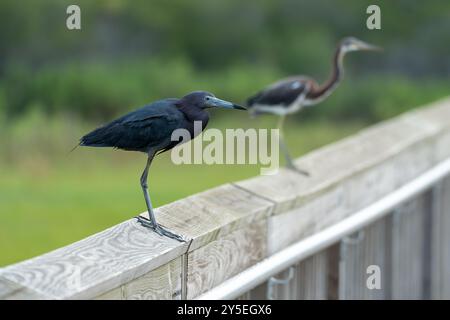 Petit héron bleu et héron tricolore perchés sur une balustrade en bois sur l'île Assateague. Ils sont décalés, l'un étant mis au point et l'autre flou Banque D'Images