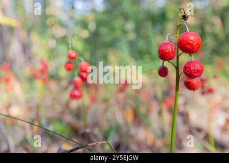 Une prairie de lis de la vallée aux baies rouges, dans la forêt en automne. Mise au point sélective, gros plan Banque D'Images