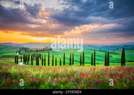 Tuscany, Italy. Crete Senesi, Asciano sunset, iconic Tuscan landscape, rows of cypress trees in spring season, sunset colored nature in Val D'Orcia Banque D'Images