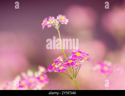 Primula malacoides, appelée primevre fée ou primevre bébé, est une espèce vivace de Primula. Banque D'Images