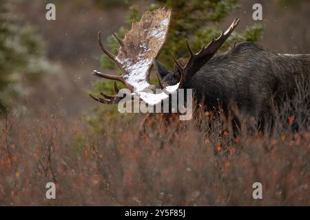 Orignal à gros bois dans l'ornière, Denali National Park, Alaska Banque D'Images