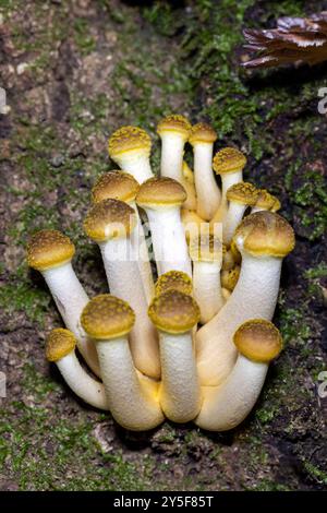 Grappe de champignons à miel (Armillaria mellea) émergeant sur un tronc d'arbre dans la forêt récréative de l'État de Dupont près de Brevard, Caroline du Nord, États-Unis Banque D'Images