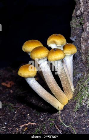 Grappe de champignons à miel (Armillaria mellea) émergeant sur un tronc d'arbre dans la forêt récréative de l'État de Dupont près de Brevard, Caroline du Nord, États-Unis Banque D'Images