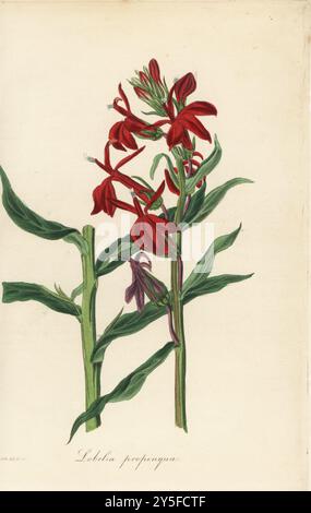 Fleur cardinale, Lobelia cardinalis. Lobelia fulgens var. propinqua. Originaire d'Amérique du Nord et du Mexique, élevé par les pépinières Charles et James Young d'Epsom. Illustration botanique colorée à la main dessinée et gravée par Frederick William Smith dans Joseph Paxton’s Magazine of Botany, et Register of Flowering plants, volume 2, W.S. Orr, Londres, 1836. Banque D'Images