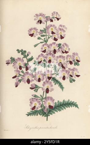 Fleur de papillon ou orchidée de pauvre homme, Schizanthus pinnatus. Schizanthus pinnain, Schizanthus pinnatus humilis. Originaire du Chili, introduit par Hugh Cuming en 1831. Illustration botanique colorée à la main dessinée et gravée par Frederick William Smith dans Joseph Paxton’s Magazine of Botany, et Register of Flowering plants, volume 2, W.S. Orr, Londres, 1836. Banque D'Images