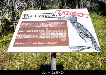 Panneau d'information sur la grande auguette éteinte au parc naturel Salmonier sur NL 90 à Holyrood, Terre-Neuve-et-Labrador, Canada Banque D'Images