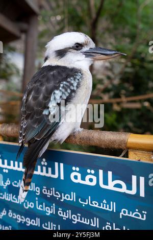 Rire kookaburra Dacelo novaeguineae à SeaWorld Yas Island Abu Dhabi, Emirats Arabes Unis Banque D'Images