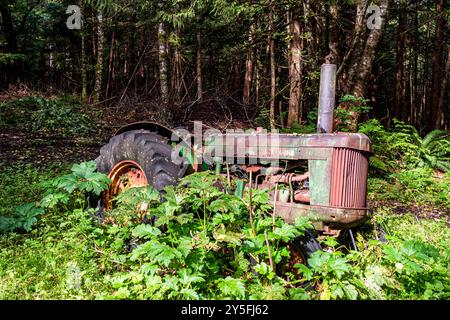 Tracteur rouillé à l'ancienne entouré de buissons verts avec des arbres derrière. Mode de vie pittoresque et rural dans une communauté insulaire. Banque D'Images