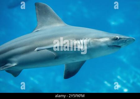 Requin de sable (Carcharhinus plumbeus) dans l'exposition Ocean Voyager à l'Aquarium de Géorgie dans le centre-ville d'Atlanta, Géorgie. (ÉTATS-UNIS) Banque D'Images