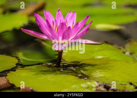 Fleur de nénuphar magenta parmi les nénuphars dans une exposition d'aquarium d'eau douce à l'Aquarium de Géorgie dans le centre-ville d'Atlanta, Géorgie. (ÉTATS-UNIS) Banque D'Images